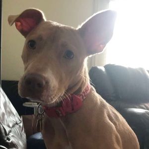 Meet your Posher, Charles